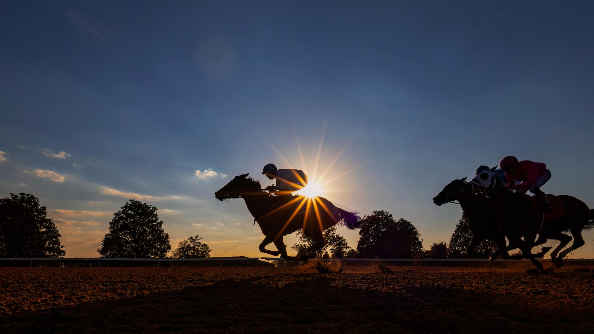 horse running in sunset