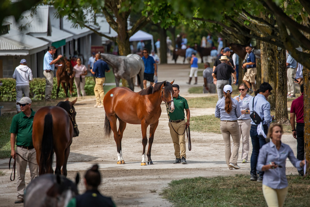 Typical Day At The Barn During Keeneland S September Yearling Sale Keeneland