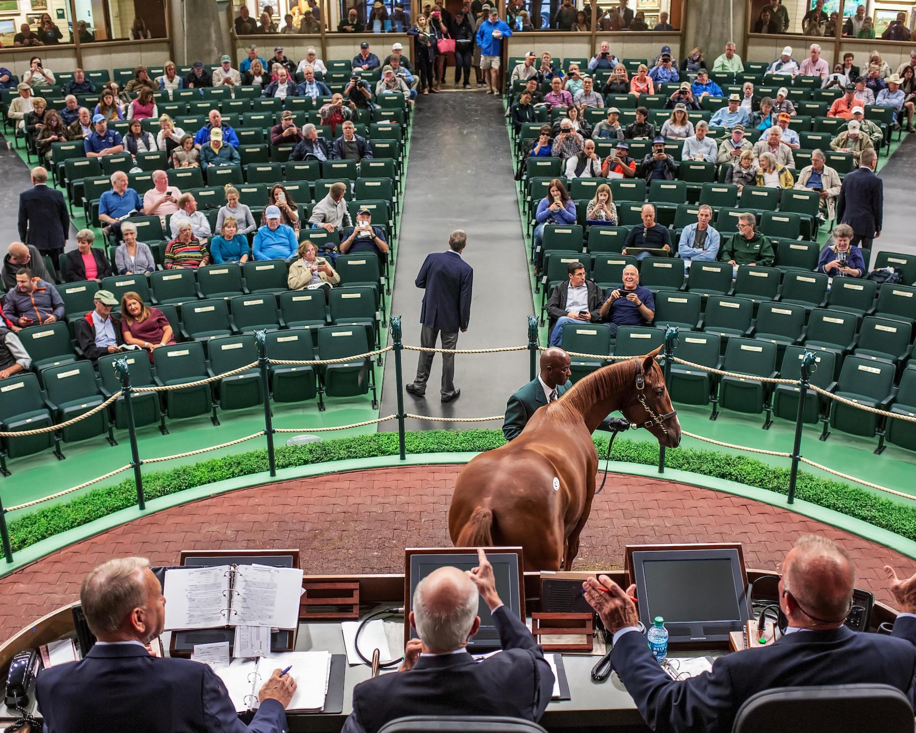 2 1 Million Medaglia D Oro Colt Headlines Thursday Session As Bullish Market Continues At Keeneland September Sale Keeneland