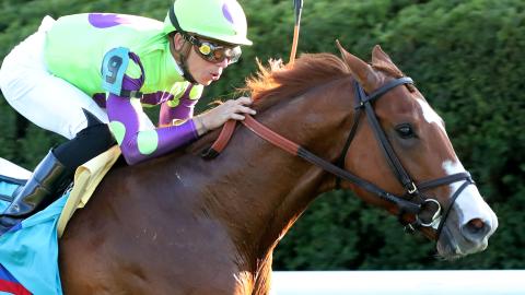 Carl Spackler The Coolmore Turf Mile