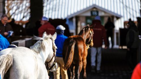 January sale horses